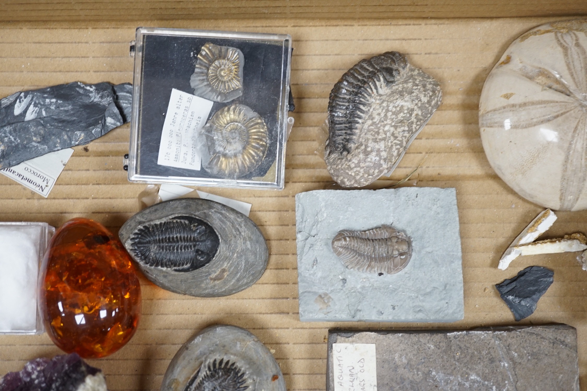 A collection of assorted fossils, minerals and amber